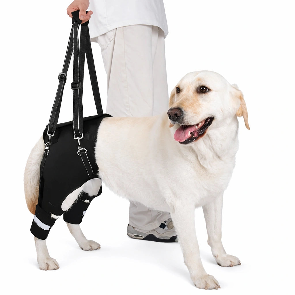 Harnais Soutien Des Hanches Pour Chien