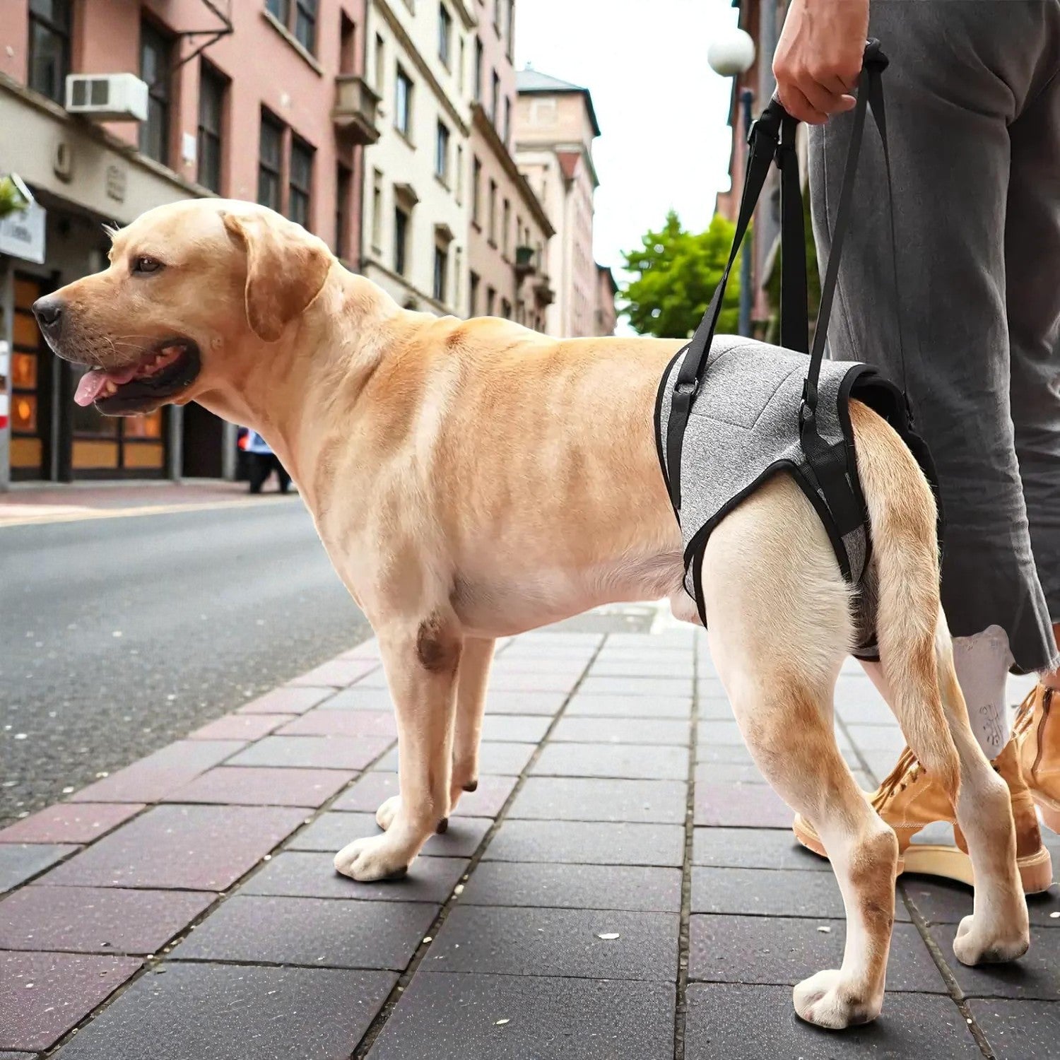 Harnais De Soutien A La Marche Pour Chien